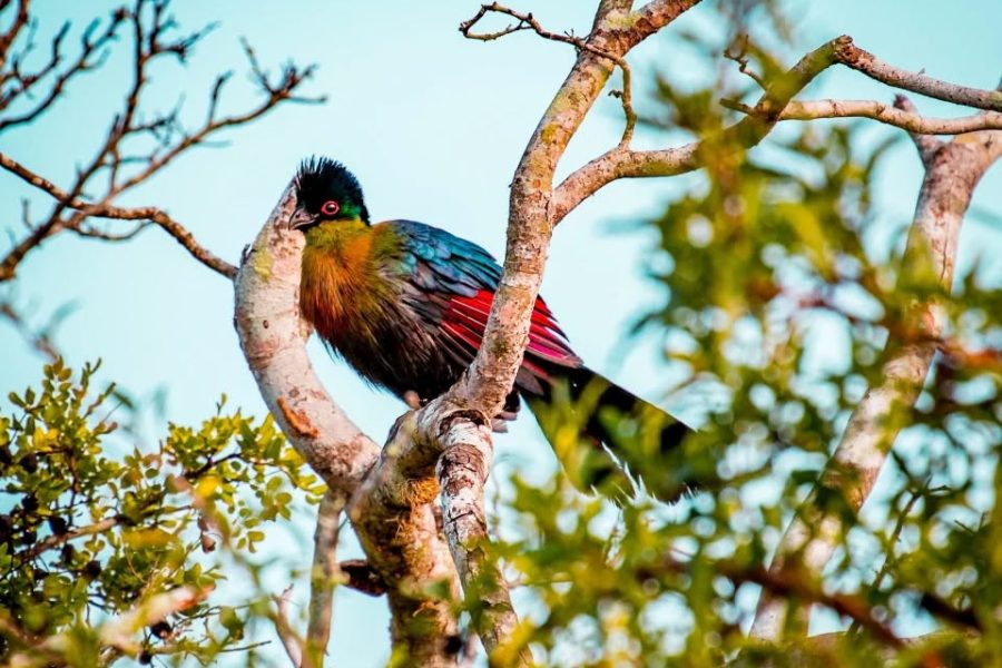 Bird Watching: Discover a variety of bird species native to the region, ideal for ornithology enthusiasts.
